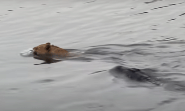 video-of-a-battle-in-the-water-between-a-lion-and-a-crocodile-has-gone-viral