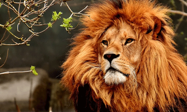 an-uzbekistan-zookeeper-who-entered-a-lions-cage-to-impress-his-girlfriend-was-tragically-killed-on-camera