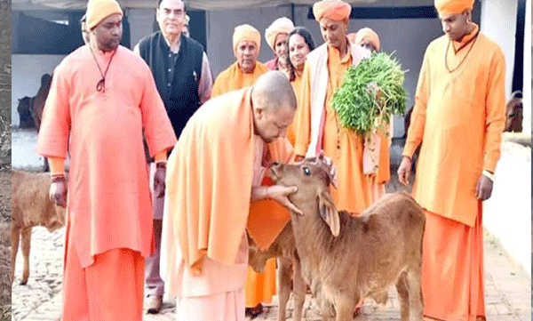 50000-cows-slaughtered-daily-in-uttarpradesh