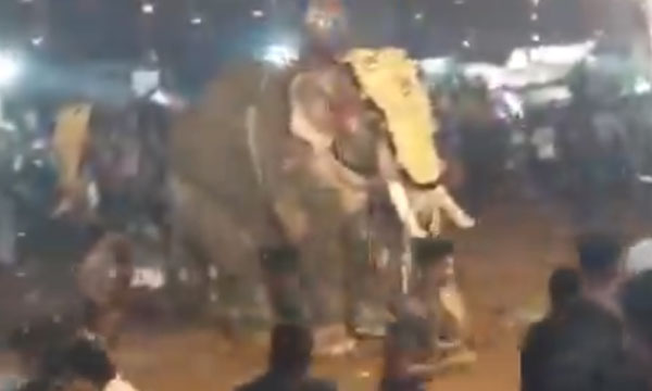 An elephant fell during the temple program; Around 28 people were injured, one critically