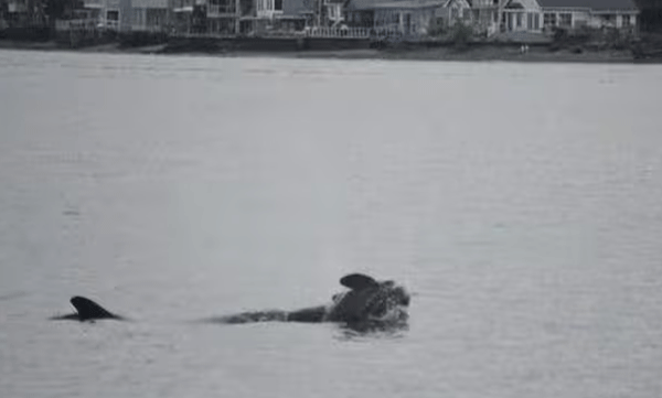 killer-whale-mother-tahlequah-carries-dead-body-of-second-dead-calf-8-january-2025