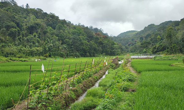 Harvest festival tomorrow at Kattamudi Paddy field