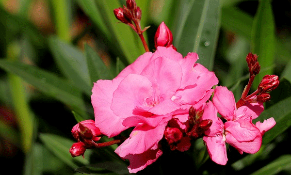 arali-burning-causes-side-effects