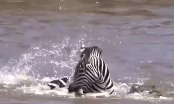zebra-bit-the-crocodile-fighting-video-went-viral