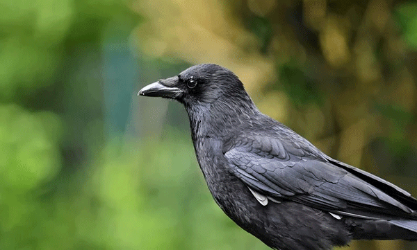 mass-bird-deaths-latur-maharashtra