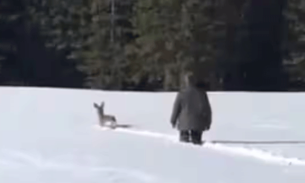 man-clears-path-in-deep-snow-and-helping-deer-to-find-its-way-to-forest