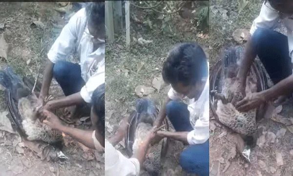 peacock-dies-due-to-electrocution-from-kseb-transformer-in-vadakara