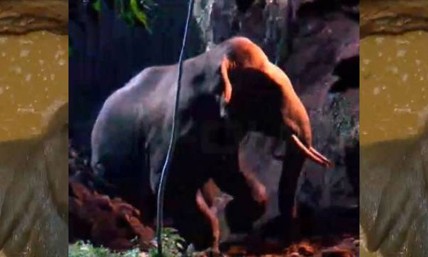 The brain-injured elephant was finally found; The horn that fell into the well was picked up after 20 hours