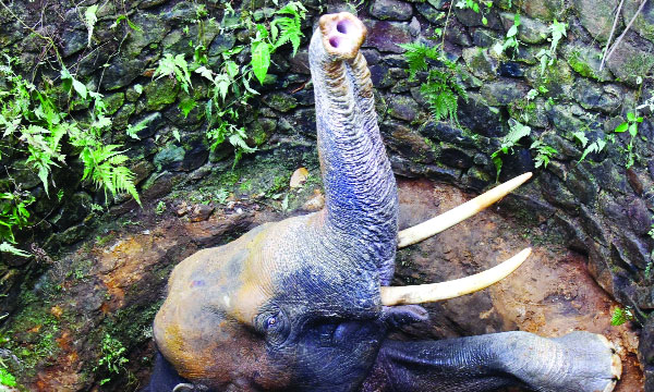 മണിക്കൂറുകള് നീണ്ട അനിശ്ചിതത്വം; ഒടുവില് കാട്ടാനയെ ജെസിബി ഉപയോഗിച്ച് പുറത്തെത്തിച്ചു ; വീണത് 25 അടി താഴ്ചയുള്ള കിണറ്റില്