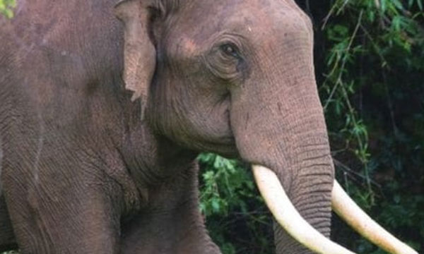 Tiger attack followed by wildebeest attack; A farmer was injured in Walayar