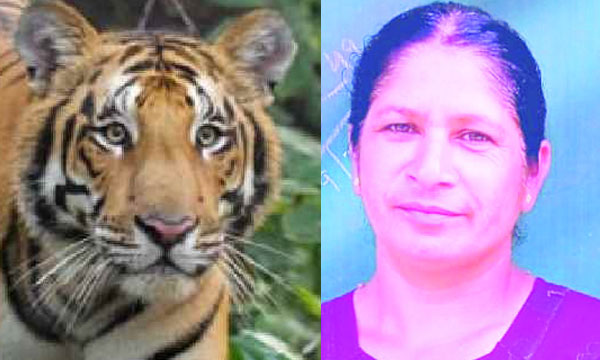 Curfew, travel ban in Mananthavadi; The search for the tiger has intensified