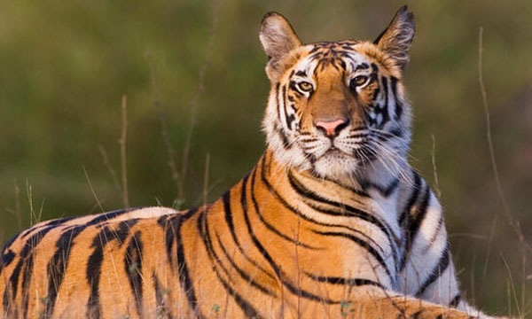 Report that tiger is also home in Wayanad