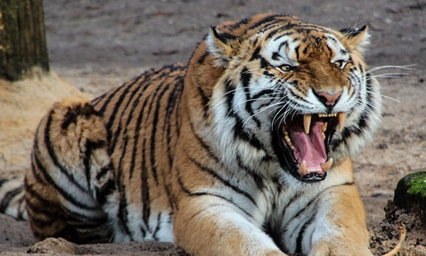 best-for-rheumatism-action-taken-against-zoo-for-selling-tiger-urine-for-rs-600