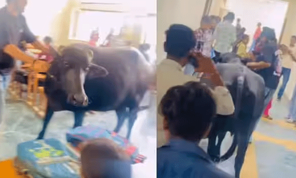 buffalo-casually-walking-into-class-room-video-went-viral