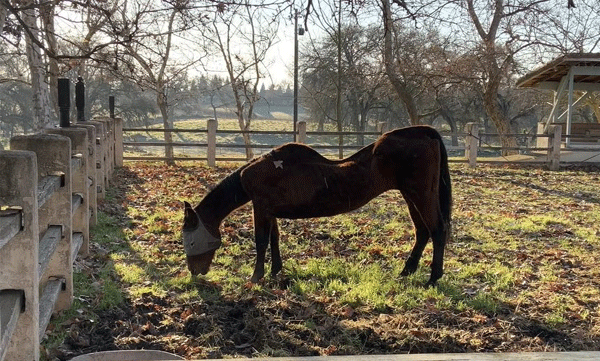 27-horses-were-found-dead-in-different-parts-of-the-field-67-year-old-woman-arrested-on-complaint