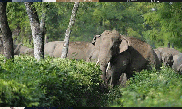 wild-elephant-attack-45-year-old-woman-killed