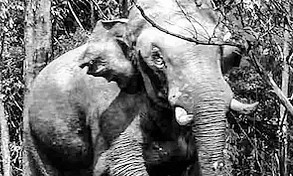 Wild animals flock to the land in search of water and food