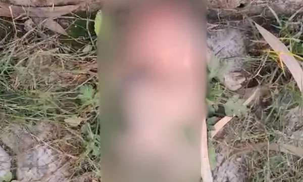 Newborn Declared Dead By UP Hospital, Then Dogs Eat His Head