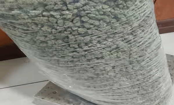 passenger-arrested-from-nedumbassery-airport-with-4-crore-worth-of-hybrid-ganja