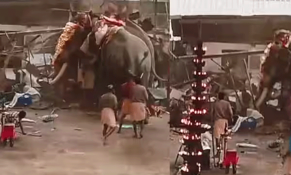 koyilandy-temple-festival-elephant-accident-news-latest-updates-forest-and-revenue-departments-report-out