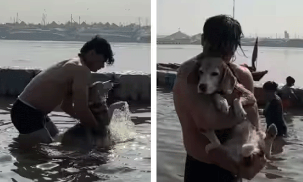 viral-video-of-a-pet-dog-take-a-holy-dip-in-mahakumbh