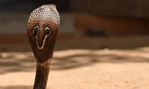 
cobra-snake-found-in-kannur-family-court