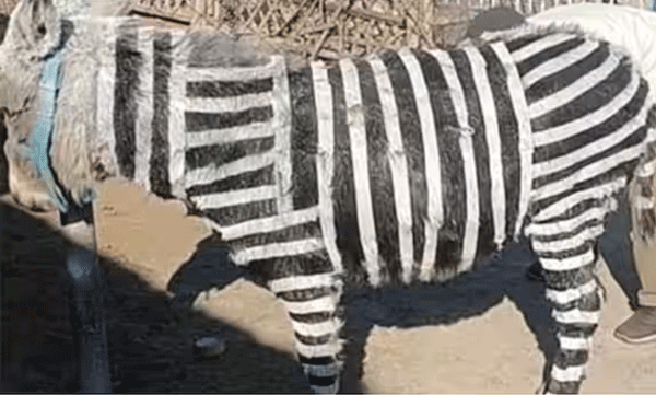 chinese-zoo-faces-criticism-for-painting-donkeys-to-resemble-zebra