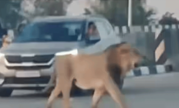 viral-video-of-lion-walks-in-front-of-vehicles-on-the-road