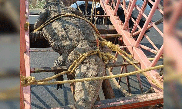 
Electricity to the farm is interrupted regularly; Farmers protest by bringing a live crocodile tied up