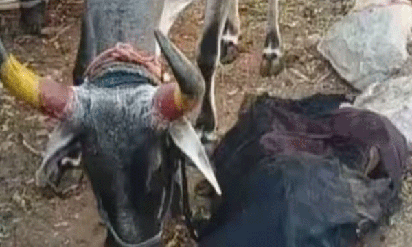 python-swallows-calf-and-vomits-it-out