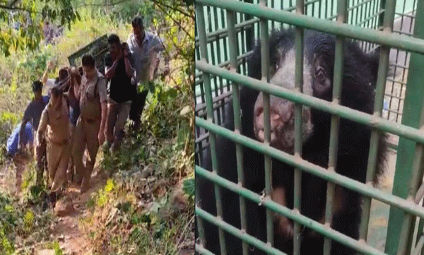 bear-caught-in-attappadi-dies-after-suffering-leg-injury