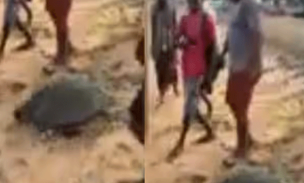 fishermen-released-giant-turtle-trapped-back-to-the-sea