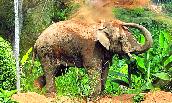 Another wildebeest attack in Aralam Farm: A couple was injured and their bike was destroyed