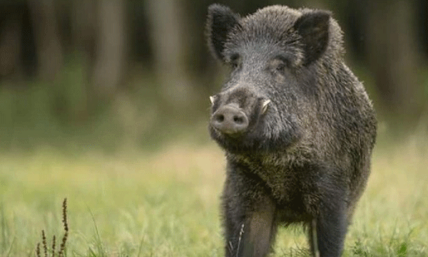 A special drive will be conducted in areas where wild boars are present and if necessary killed