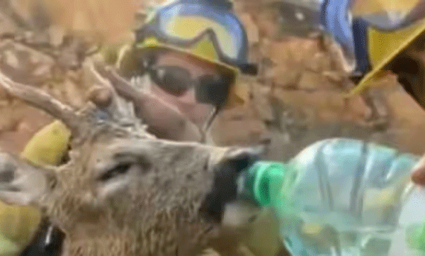 firefighters-gives-water-to-thirsty-deer-after-survive-fire-video
