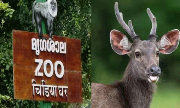 death-of-sambar-deer-in-thiruvananthapuram-zoo-rabies-confirmed-zoo-staff-to-be-vaccinated