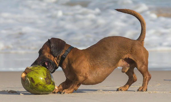 Dachshund sausage dog bites and kills newborn baby sleeping in bed...!!