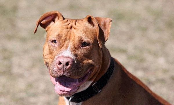 Police shoot and kill pit bulls that mauled 73-year-old woman to death after using cocaine