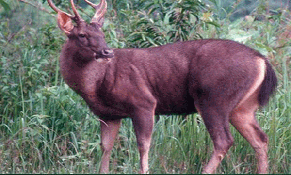 deer-shot-dead-in-palakkad-meat-and-skin-were-found-in-the-house-accused-arrested