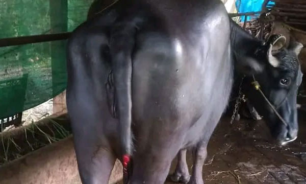 cruelty against animal