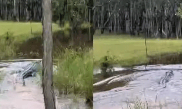 man-scares-off-crocodile-video-went-viral