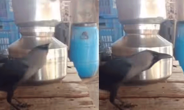 crow-in-palghar-talking-like-human-viral-video-shocks-internet