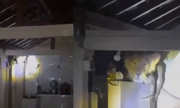 lion-in-the-kitchen-wall-at-night-in-amreli-gujarat