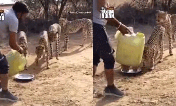 man-serves-water-to-cheetahs-in-madhya-pradesh