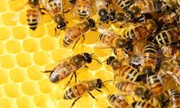 One dead after bee sting; Incident in Wayanad