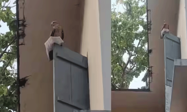 eagle-snatches-hall-ticket-from-candidate-at-school-in-kasaragod