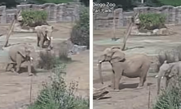 earthquake-herd-of-elephants-protecting-baby-elephant-by-quickly-forming-a-safety-circle-video-viral