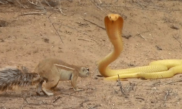 squirrel-fights-cobra-botswana