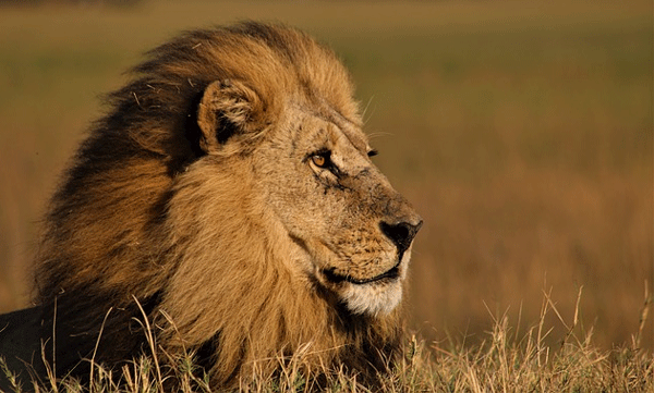 lion-kills-girl-nairobi-national-park