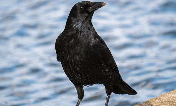 studies-say-crows-have-an-awareness-of-geometric-shapes-similar-to-humans
